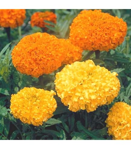 Amazon.co.jp: マリーゴールド 種子 キースオレンジ （育苗可能本数